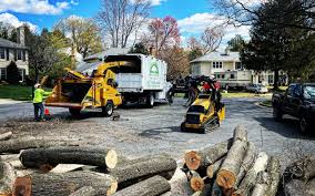 How Our Tree Care Process Works  in Pigeon Forge, TN